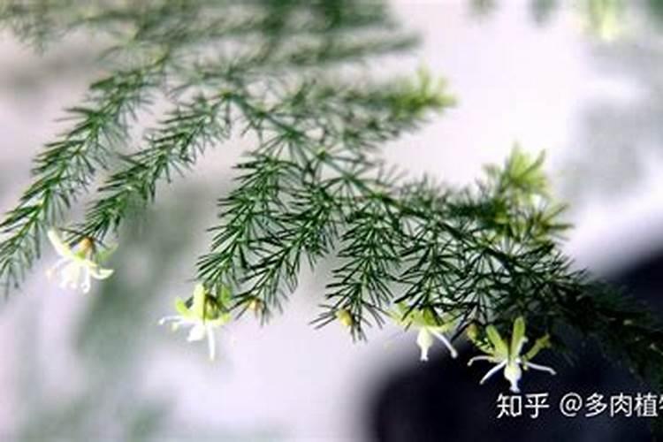 文竹叶子需不需要喷水给文竹叶子喷水要注意什么