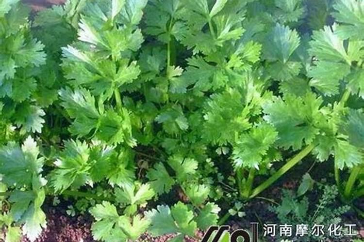 香菜怎么追肥啊,用什么含量的好