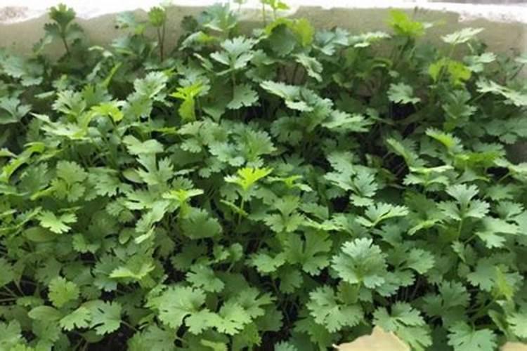 香菜用什么肥料最好