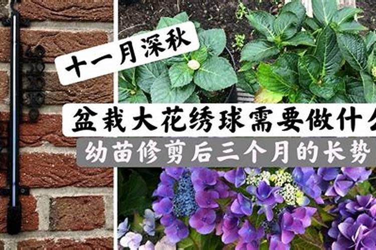 地栽绣球花怎么过冬