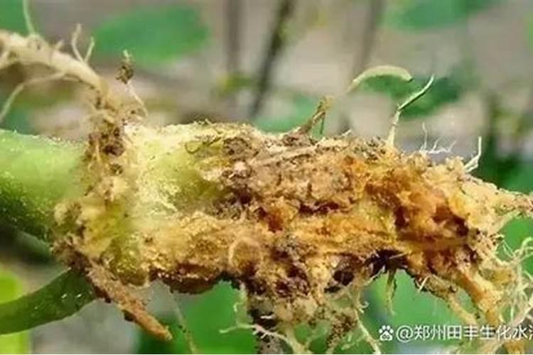 根腐病四大特效药