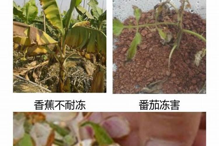 豆角开花期打什么叶面肥 豆角花期可以喷施叶面肥吗