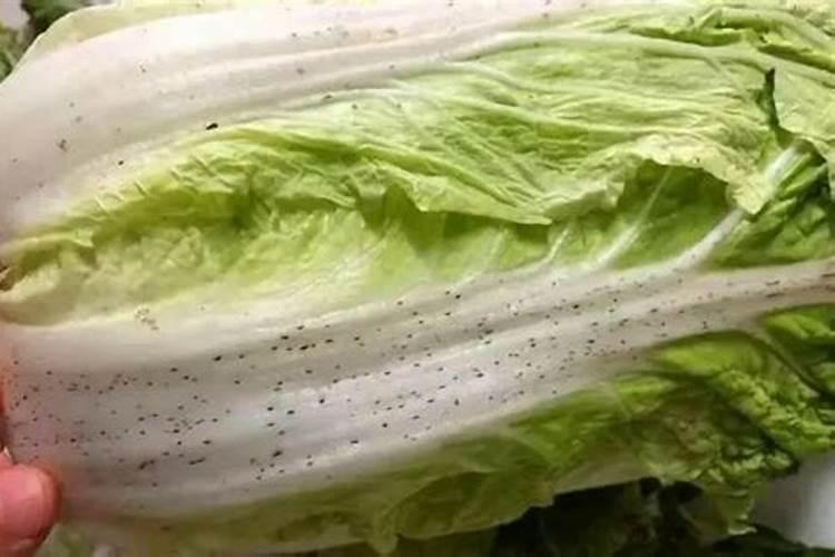 偏施氮肥对白菜不利的影响有哪些？应该如何避免？