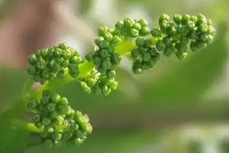 葡萄种植要点及施肥技术