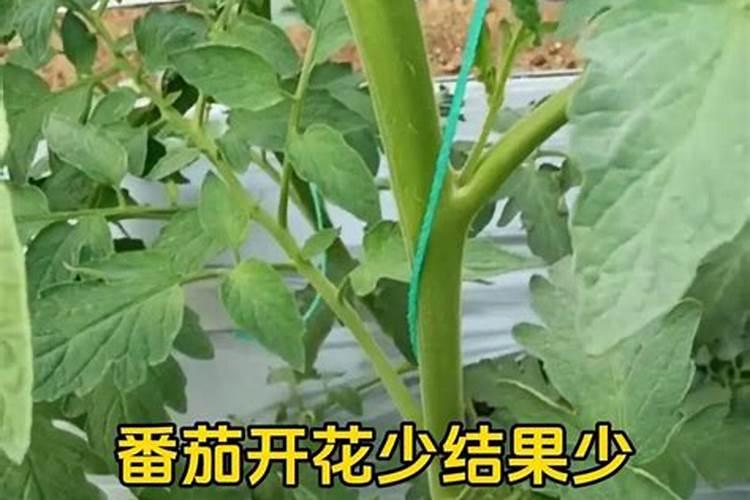 阳台种西红柿只开花不结果,4个办法让西红柿又大又圆