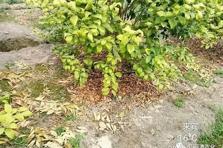 柑橘环割过深用什么方法补救,果树变黄落叶落果,请问用什么方法补救