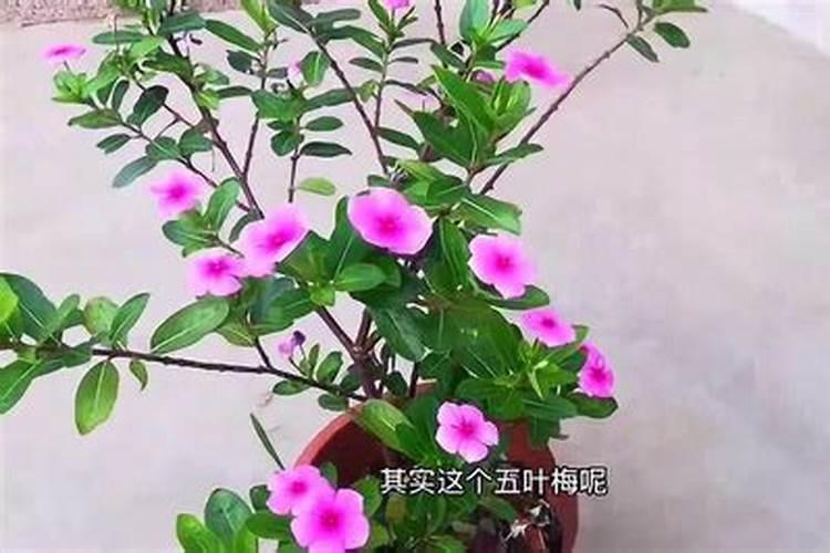 五叶梅的养殖方法