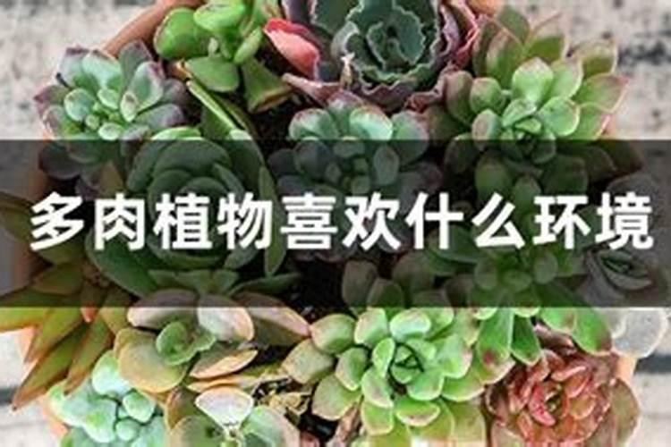 多肉植物可以施氮肥吗