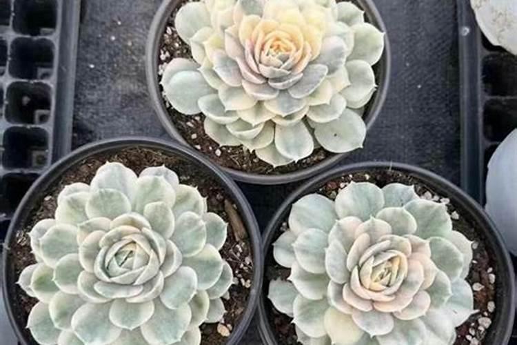 多肉植物可以施氮肥吗 多肉植物能施氮肥吗