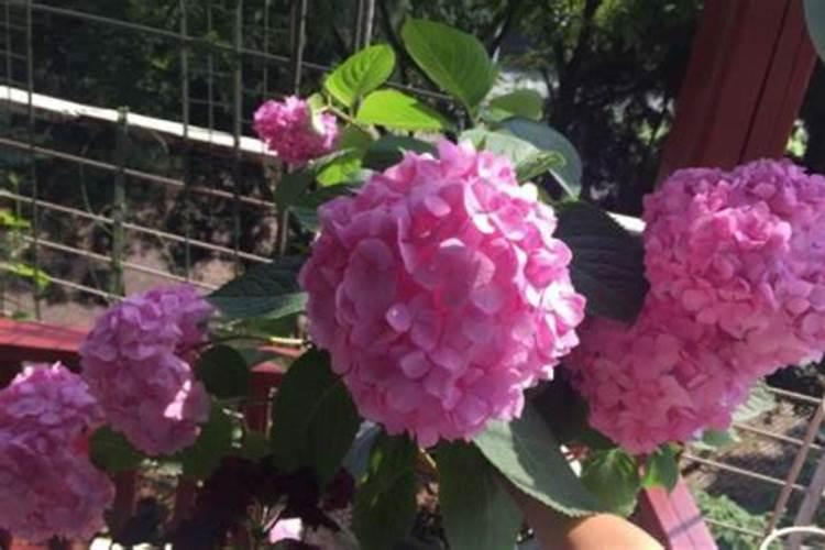 绣球花怎样养