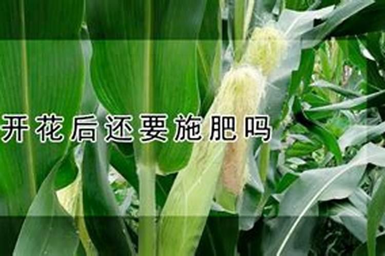 玉米开花后还要施肥吗