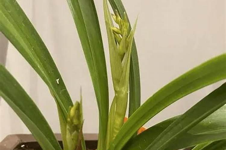 墨兰长新芽的诀窍 有什么技巧