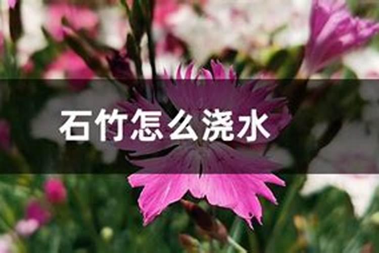 石竹怎么养殖方法