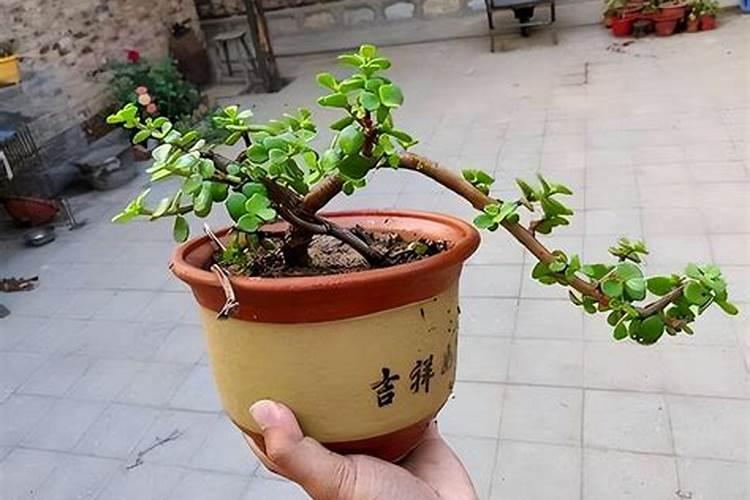 金枝玉叶的修剪方法