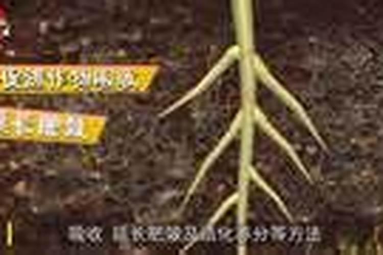 马蹄什么时候施膨果肥 马蹄膨大期用什么肥好