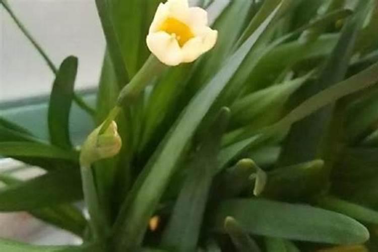 水仙花施肥方法