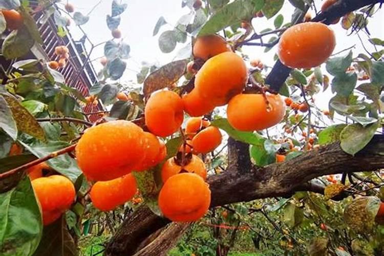 氮肥为什么不能和草木灰一起用