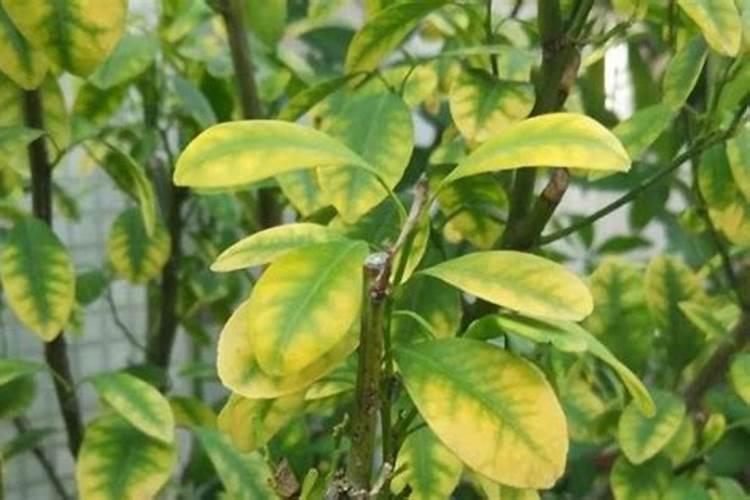 植物叶尖枯萎是什么原因