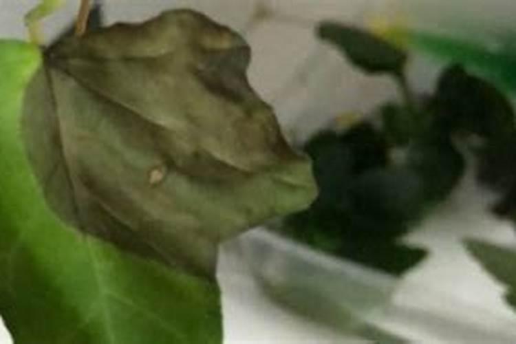 室内植物叶尖干枯怎么办