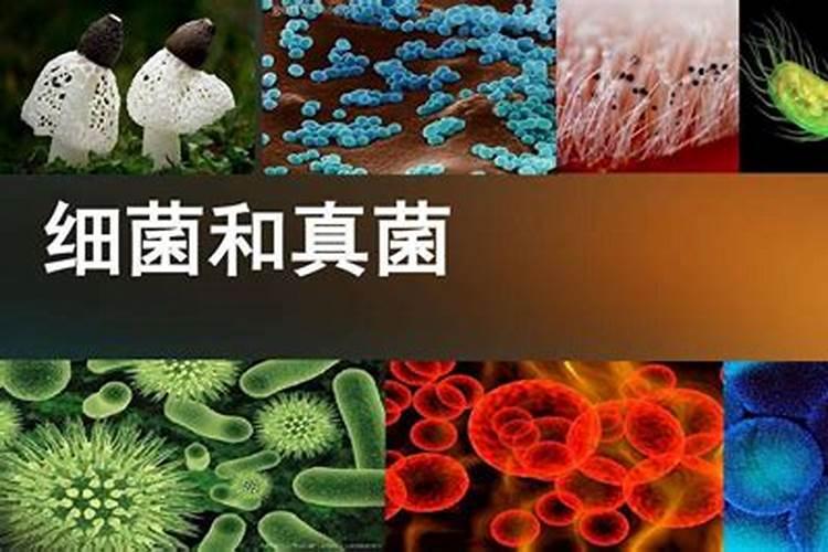 什么叫硝化细菌