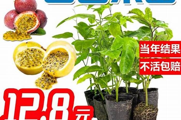 百香果怎么施肥,6个要点果硕味美