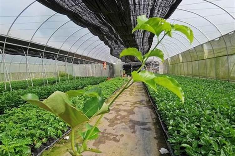 百香果什么时候施肥 种植百香果什么时间施肥最好