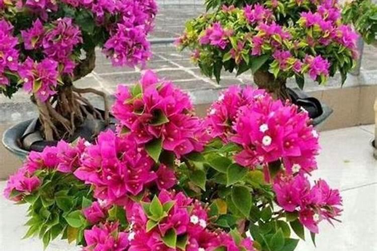 三角梅迟迟不开花怎么办？三角梅催花技巧