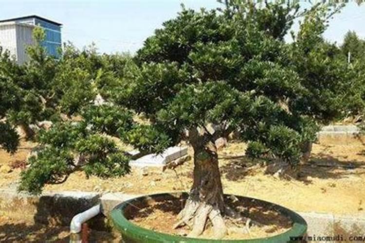 罗汉松浇水时间和正确方法