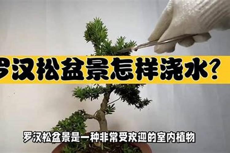 罗汉松怎么施肥