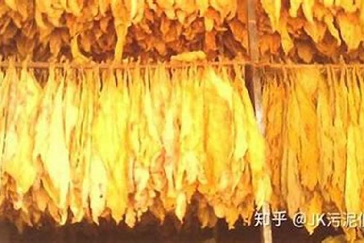 植物营养液能代替花肥吗;花肥和营养液可以一起用吗