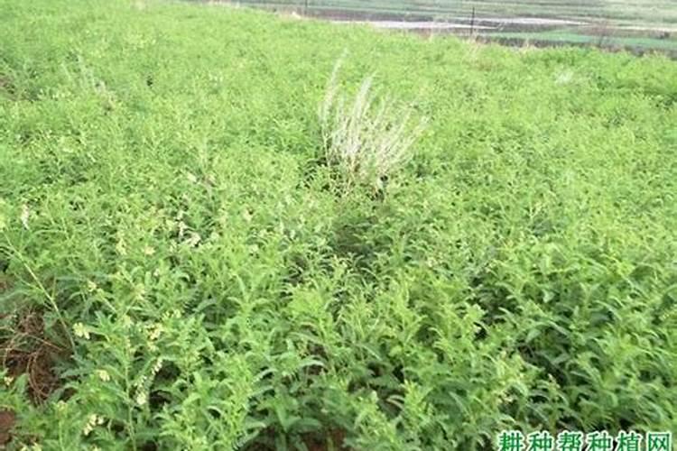 黄芪施什么肥料最好？