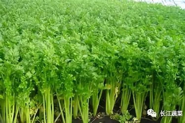 种植黄芪花荚期怎么施肥果大产量高？黄芪高产施肥管理建议