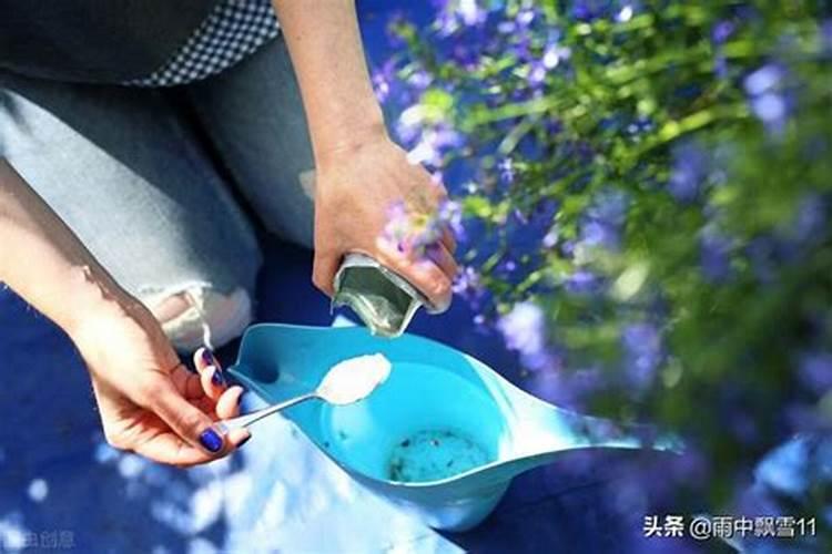 磷肥适合浇什么花
