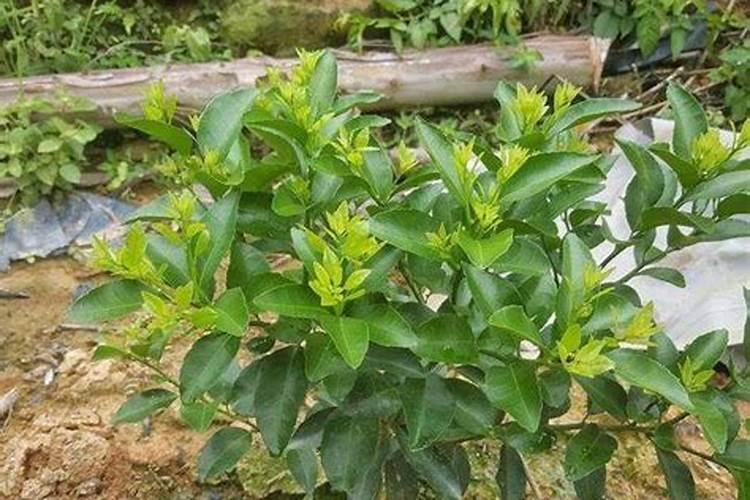 果树保花保果喷什么叶面肥结果多？果树膨果期用什么复合肥好？