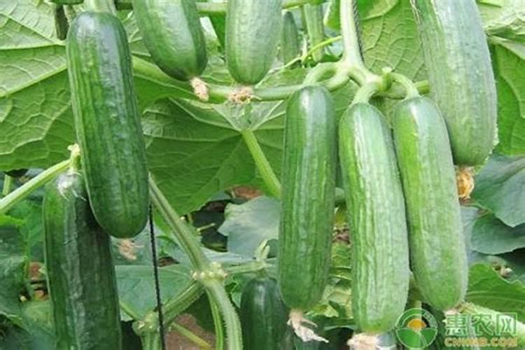 氯化铵是什么肥料