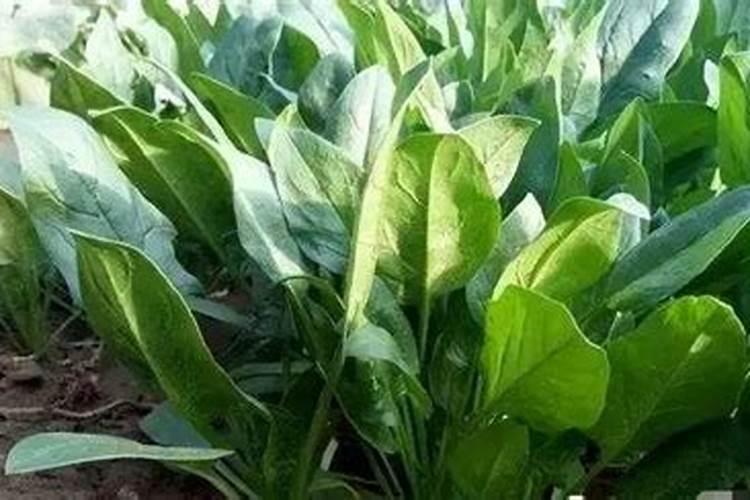 冬季脐橙落叶如何补救？