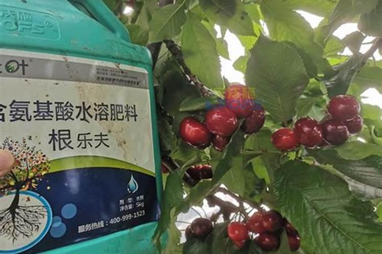 樱桃树施什么肥最好