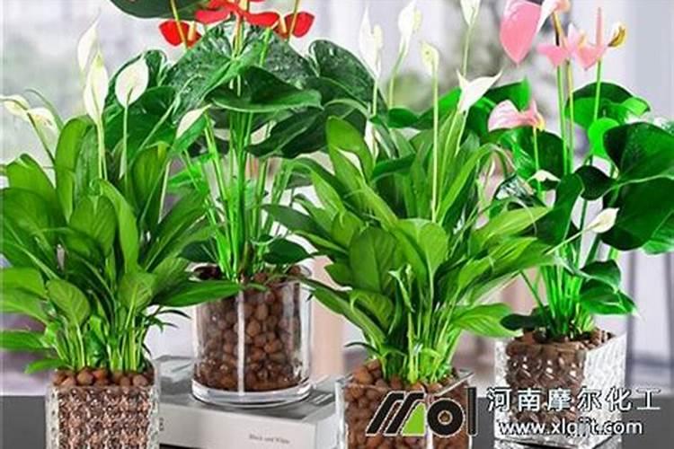 扦插金银花萌芽了可以喷叶面肥吗？