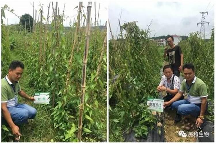 山药的施肥很关键,山药的两类施肥特点是什么呢？