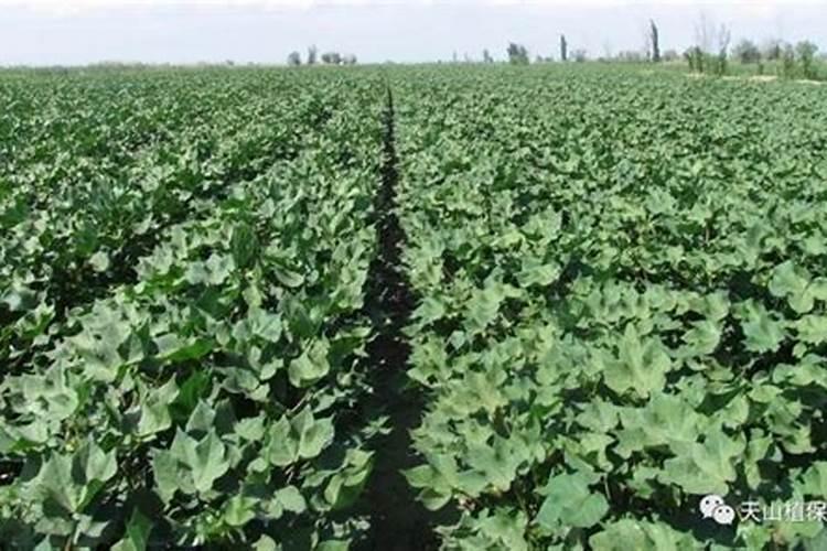 多肉要多久浇一次水