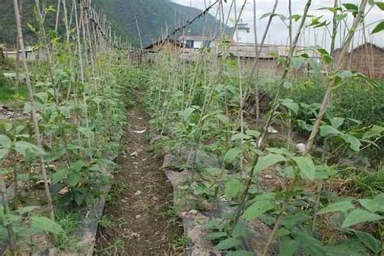 长豆的种植方法和时间 长豆角栽培管理技术