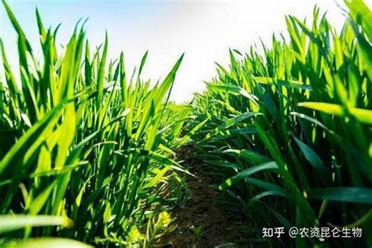 如何辨别水溶肥料的好坏