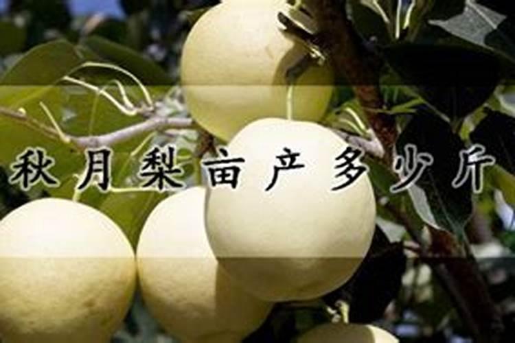 黄冠梨什么时间施肥 黄冠梨的施肥方法
