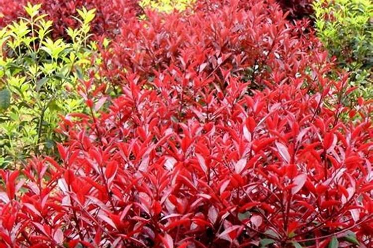 三角梅开花时能施肥吗 三角梅开花时能否施肥