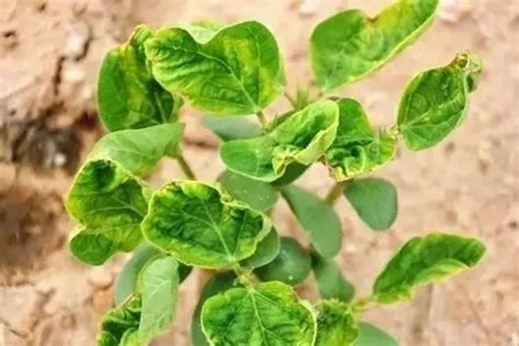 大豆喷什么叶面肥结果多？大豆膨大剂哪个牌子的好？