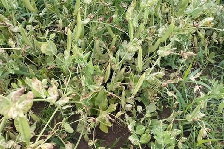 大豆叶面肥哪个牌子好