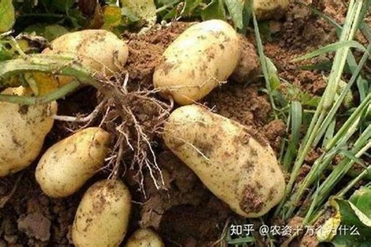 100斤复合肥正常兑水多少斤