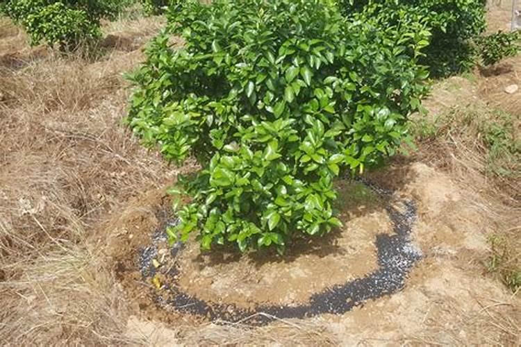 砂糖橘如何施肥 分享种植砂糖橘施肥技术经验