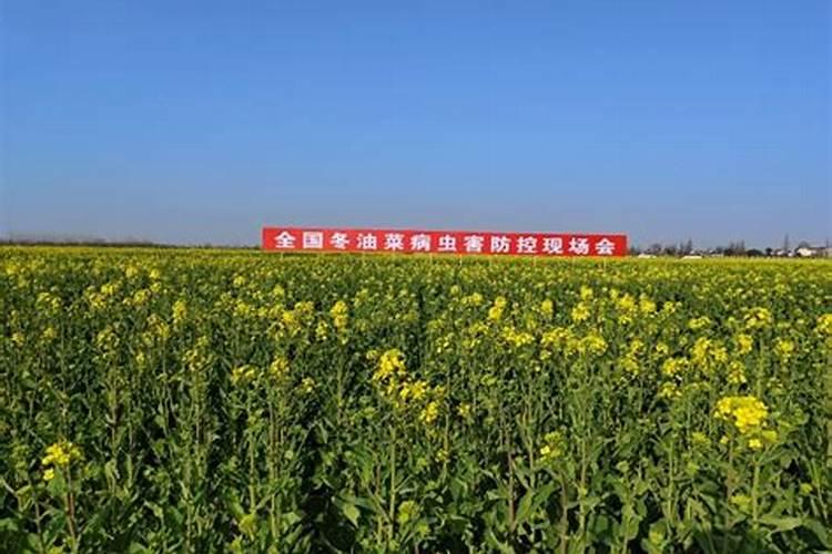 油菜施肥用什么肥料