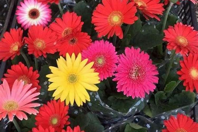 非洲菊怎么施肥